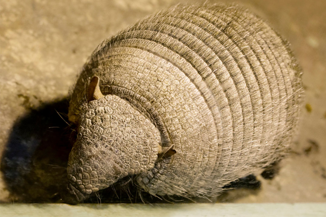 Armadillo from Edmond OK removed by Wildlife X Team Oklahoma City