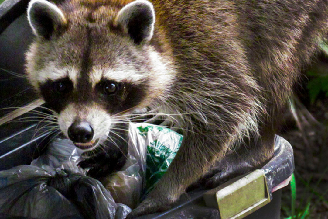 Raccon in Oklahoma City removed by Wildlife X Team Oklahoma City