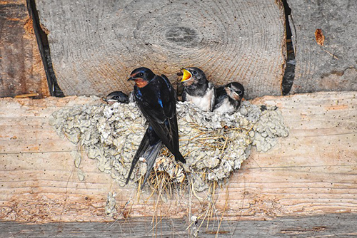 Bird removal services Oklahoma City