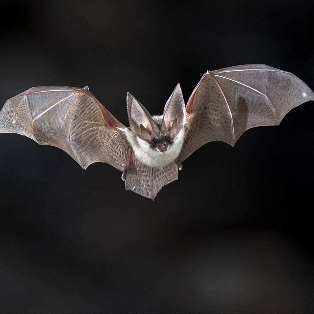 Bat flying with wings spread requiring professional bat removal services in Edmond Oklahoma