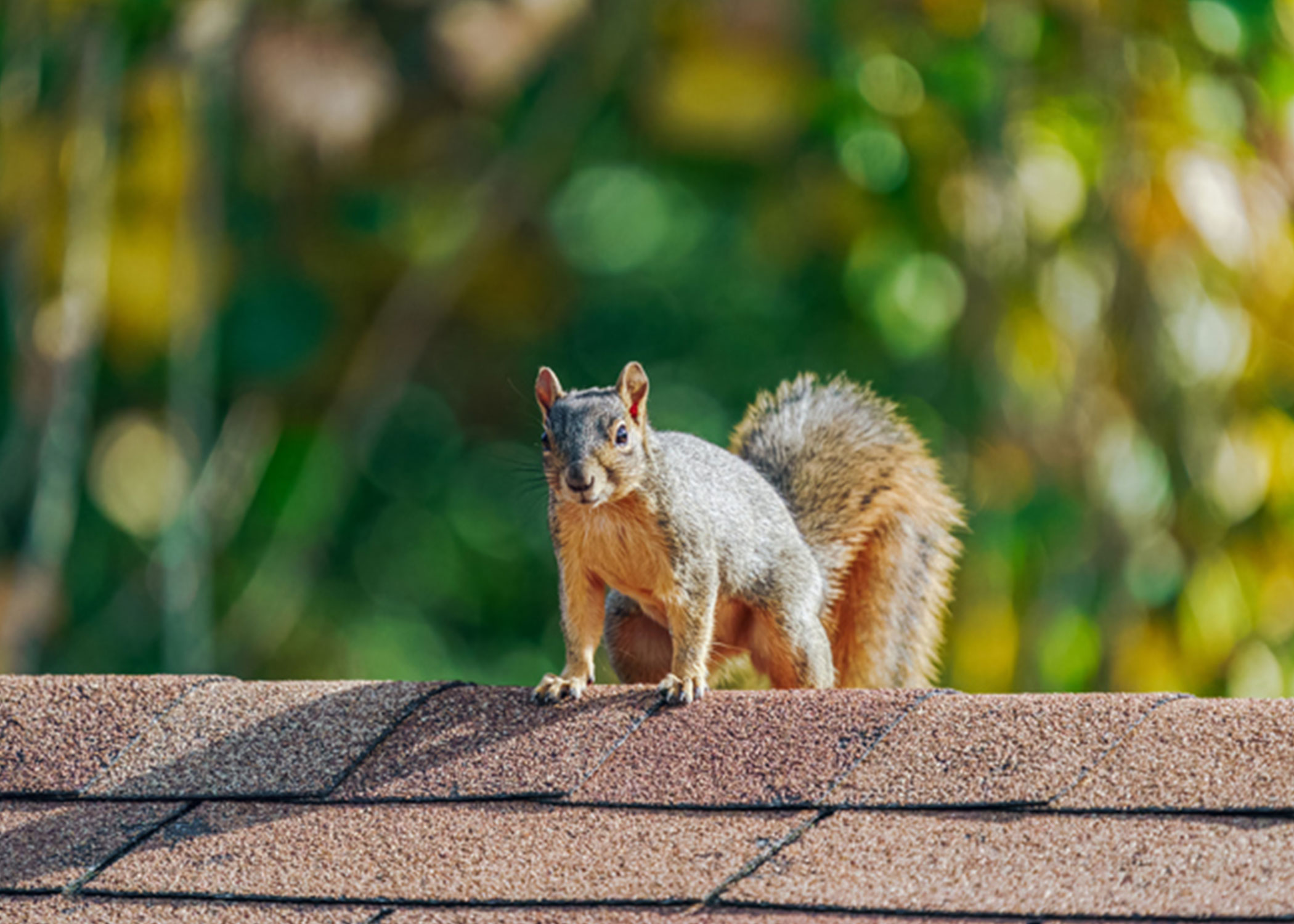 Squirrel in Edmond Oklahoma - Professional Squirrel removal Wildlife X Oklahoma City
