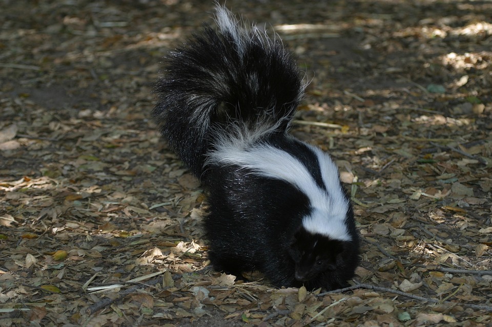 Skunk found in Oklahoma City to be removed by Wildlife X Oklahoma City
