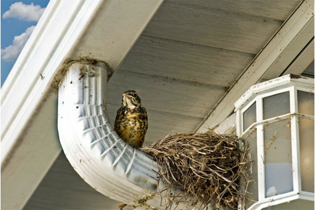 Robin in oklahoma removed by Wildlife X Oklahoma City