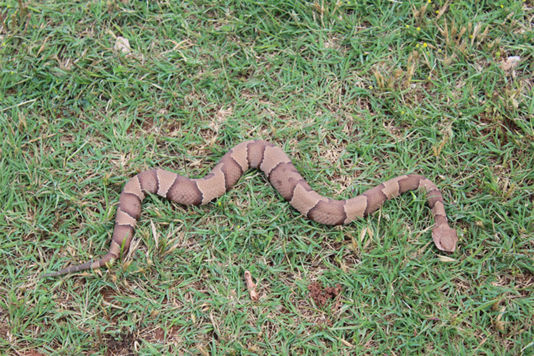 Snake in Oklahoma City removed by wildlife x team oklahoma city