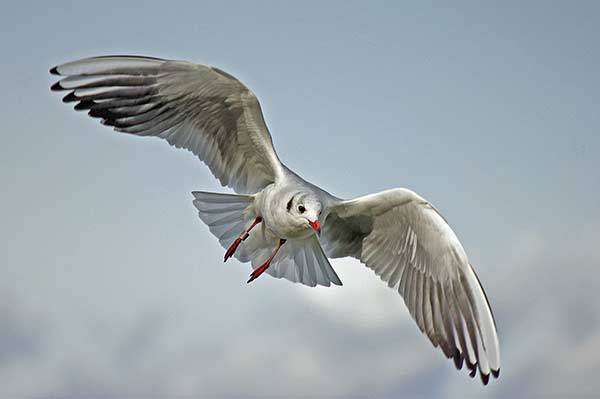 Wildlife X Team® Oklahoma City bird control